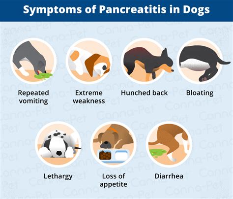 Pancreatitis in Dogs: Symptoms, Causes & More | Canna-Pet