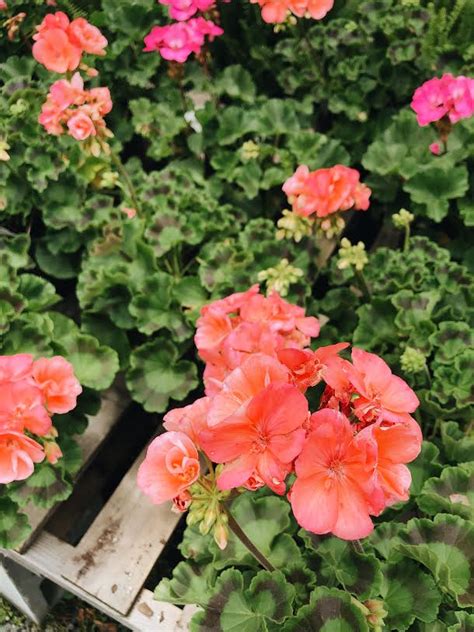 How To Care For Geraniums — Garden Valley Farmers Market