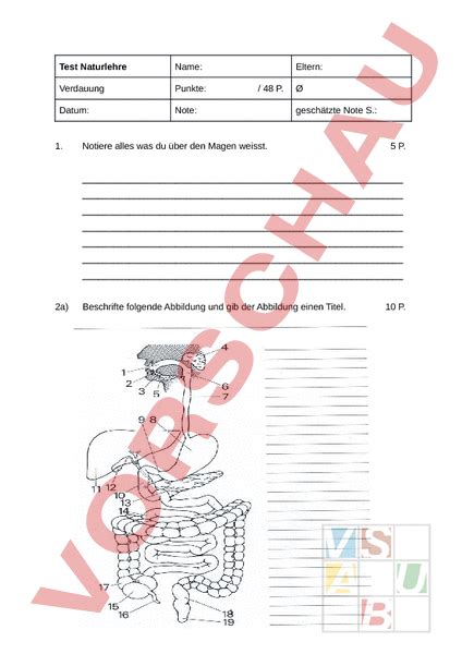 Arbeitsblatt Test Die Verdauung Biologie Anatomie Physiologie