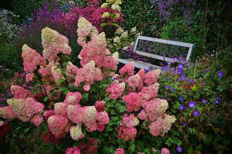 Гортензия Земляничный десерт - саженцы