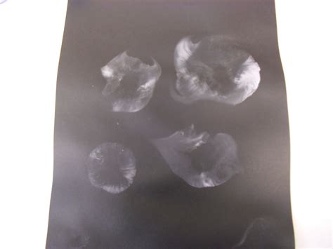 Best Mushroom Supplier - RYZE Superfoods