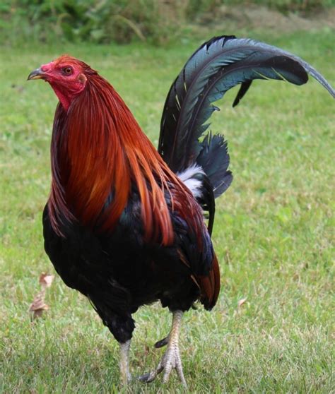 Pin De Pjuergy En Avian Gallos De Pelea Gallinas Y Gallos Aves De