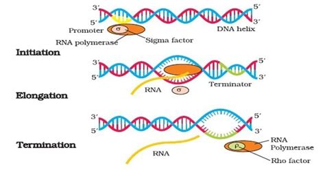 Prokaryotic Transcription- Enzymes, Steps, Significance - Microbiology ...