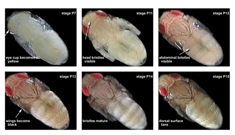 8: examples of six stages from the pupal phase. Images taken after ...