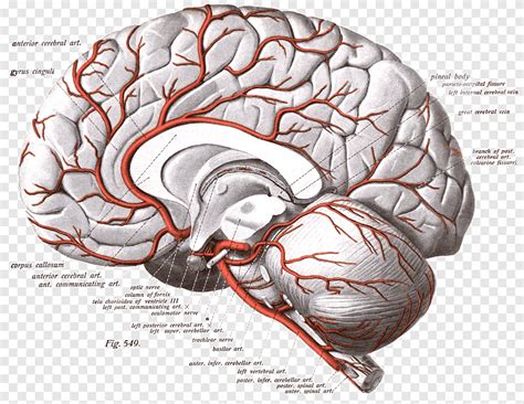 anterior cerebral artery stroke