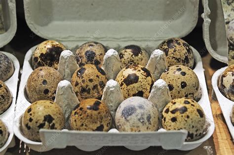 Fresh quail eggs in a box - Stock Image - C018/1784 - Science Photo Library