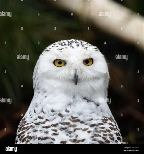 Portrait Of Snowy Owl Stock Photo Alamy