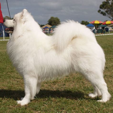 Samoyed Is One Of The Most Popular Dog Breeds In Australia