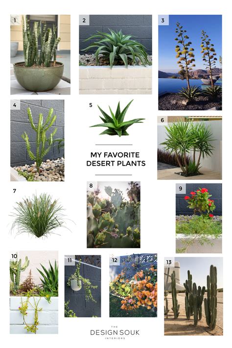 Best Plants For Desert Climate at Sophia Carl blog