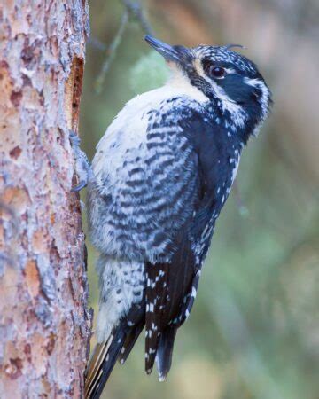 Male Vs Female Woodpeckers In 22 Different Species