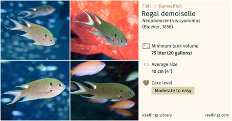 Regal Demoiselle · Neopomacentrus Cyanomos · Reeflings Library