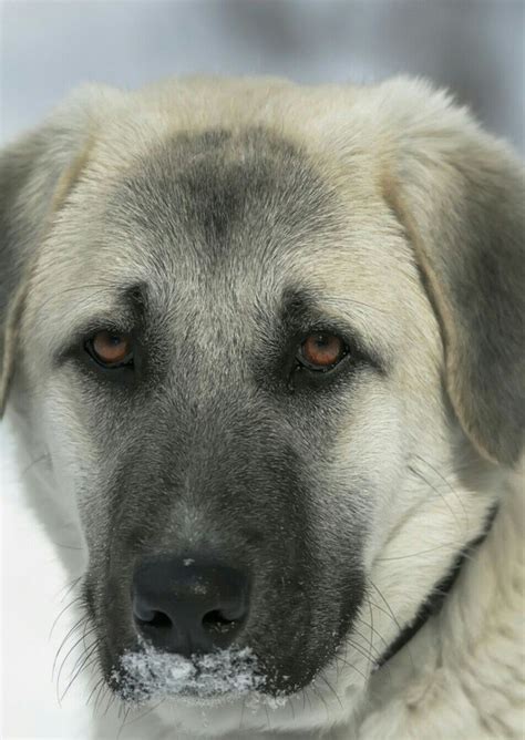 Собака породы Кангал: фото, описание породы, интересные факты ...