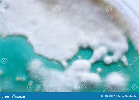 Mycelium Of Mushrooms On Agar In A Petri Dish Mushroom Cultivation