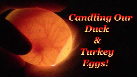 Candling The Duck Eggs Youtube