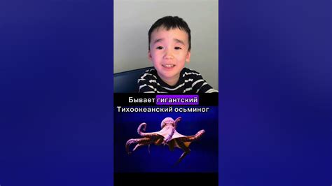 Осьминог. Любимое животное Амирали - YouTube