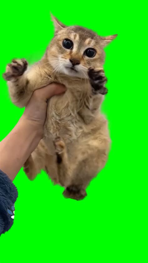 Running Cat Meme Tole Tole Cat Meme Green Screen Creatorset