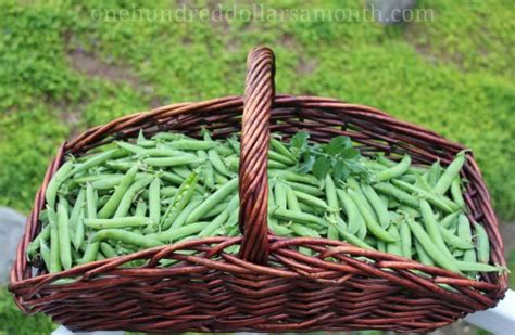 Mavis Garden Blog - Green Arrow Shelling Peas - One Hundred Dollars a Month