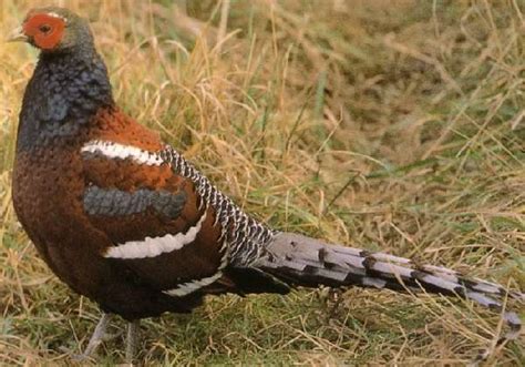 Как разводить Фазаны: выращивание и содержание дома