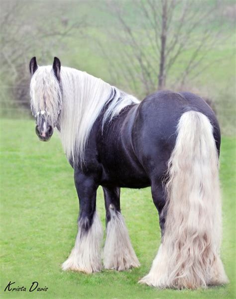 Lex Lin Gypsy Ranch | Silver Fox - Lex Lin Gypsy Ranch