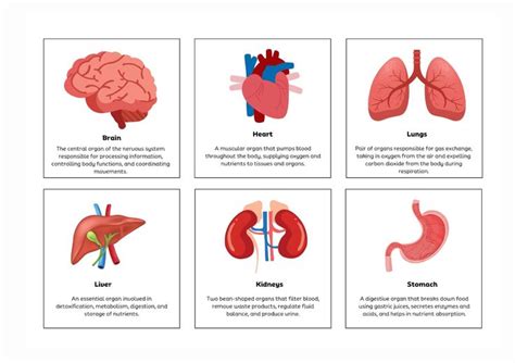 Printable Human Organ Flashcards For Kids Science Preschool Printable