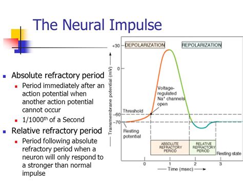 What Is Refractory Period In Psychology