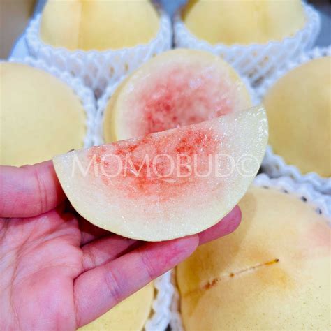 Japanese Shirobijin White Peach Medium Plus Momobud