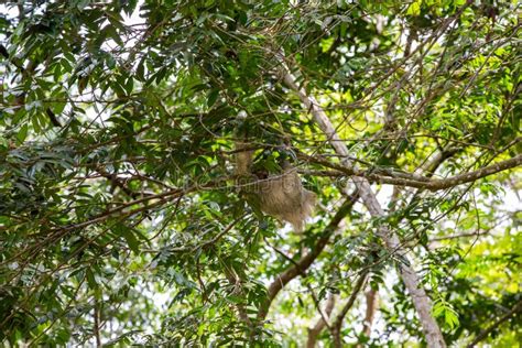 The Brown Throated Three Toed Sloth Bradypus Variegatus Stock Image