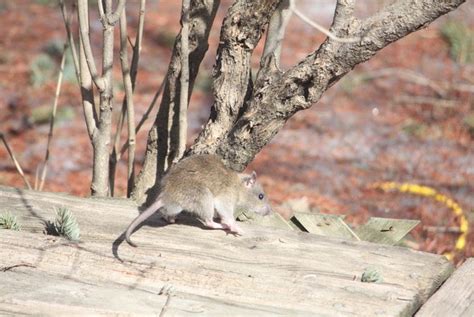Natural Enemies And Predators Of Rats