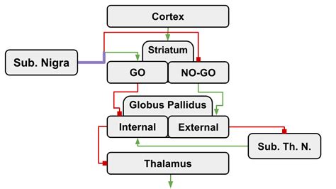 Basal Ganglia Circuitry Diagram Circuit Diagram