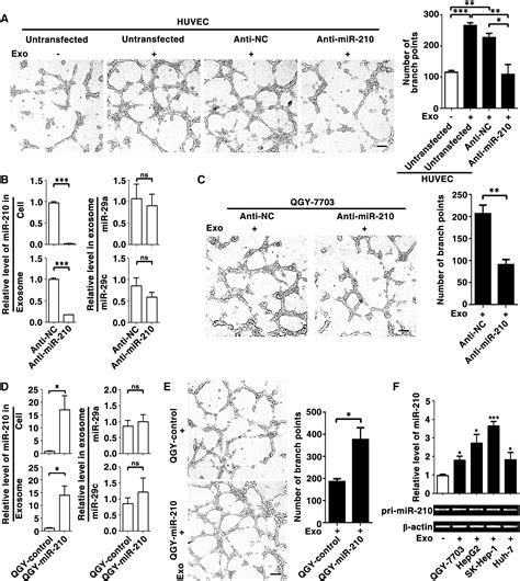 Hepatocellular Carcinoma Cell Secreted Exosomal Microrna 210 Promotes