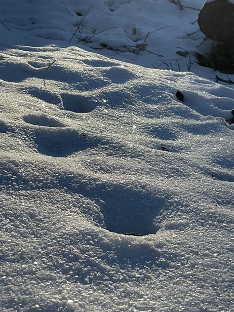 Snow Glitzer - Free photo on Pixabay - Pixabay