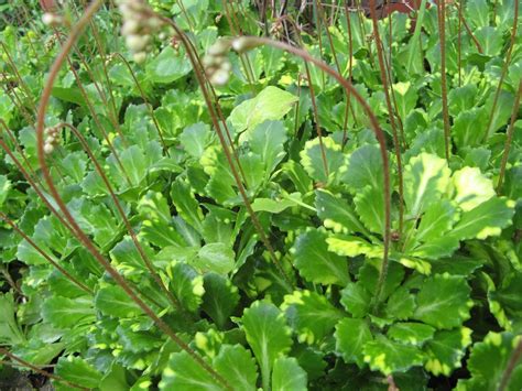 Камнеломка тенистая (Saxifraga urbium) - Растение для альпинария ...