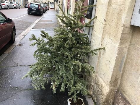 La Collecte Des Sapins Commence Dans La M Tropole