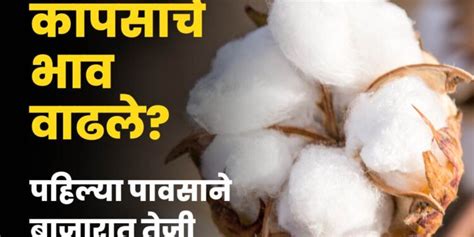 Cotton Rate पहिल्या पावसानंतर कापसाच्या दरात मोठी वाढ पहा आज कुठे