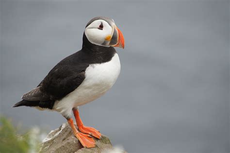Puffin Bird In Iceland Free Image Download