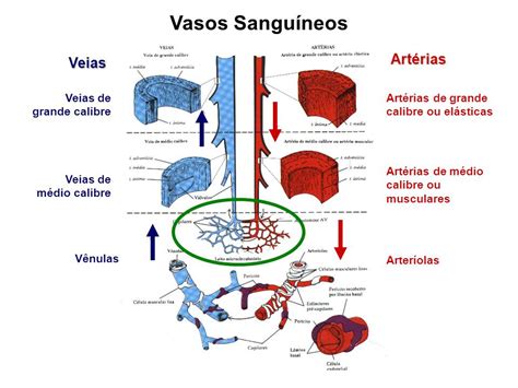 Quantos Quilômetros Tem O Vaso Sanguíneo No Corpo Humano