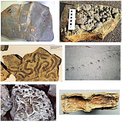 Earth Learning Idea Picturing Trace Fossils And Sedimentary Structures