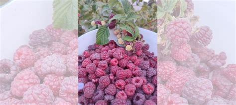 Саженцы малины Шапка Мономаха купить в Волгограде | Товары для дома и ...