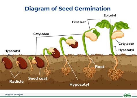 Diagram of Seed Germination – Process and Factors Affecting - GeeksforGeeks