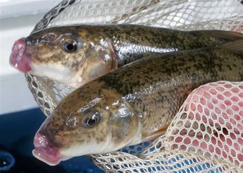 How To Raise Bait Fish - Unique Fish Photo