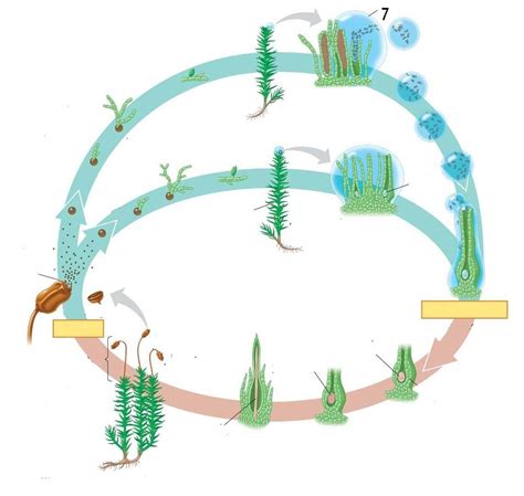 Bryophyte (moss) life cycle Diagram | Quizlet