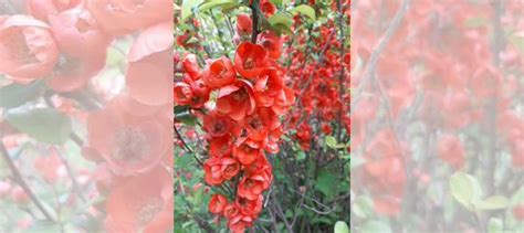 Айва японская саженцы купить в Москве | Товары для дома и дачи | Авито