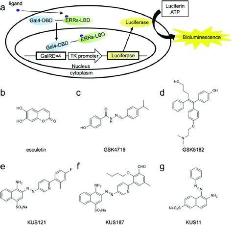 Schematic drawing of the luciferase-based reporter assay and chemical ...