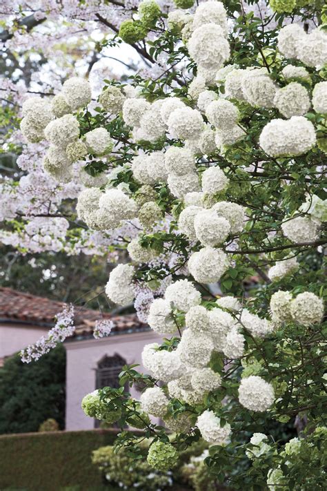 The Annabelle Hydrangea Sometimes Referred To As A Snowball Hydrangea