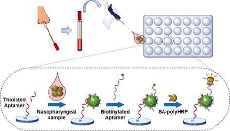 Aptamer Sandwich Assay For The Detection Of Sars Cov Spike Protein