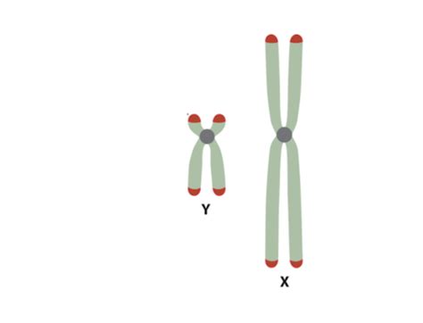 11 Sex Chrms And Dosage Compensation Flashcards Quizlet