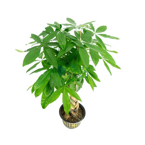 Golden Feather Pussy Willow Arrangement The Green Corner