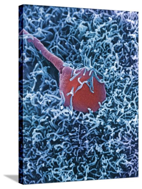 A Human Sperm Fertilizing An Egg Sem X12 000 Stretched Canvas Print