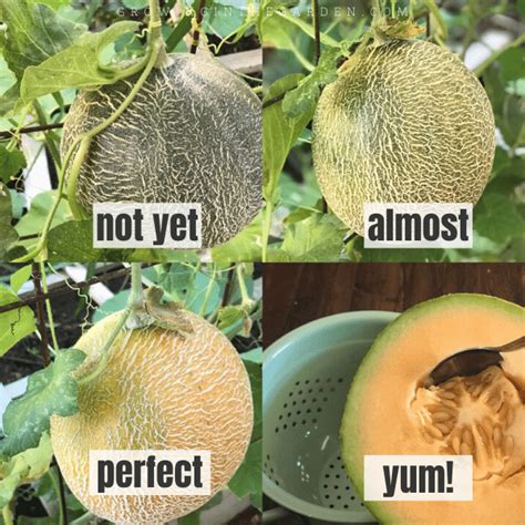 grow cantaloupe  tips  growing cantaloupe artofit