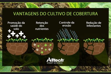 Incorporar Culturas De Cobertura Para Plantas E Sa De Do Solo News